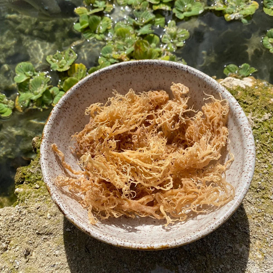 Raw Sea Moss | Makes Up to 4 Jars